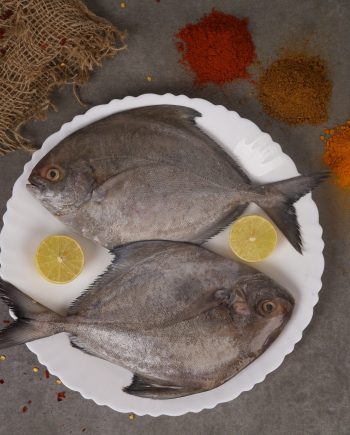 Black Pomfret fresh