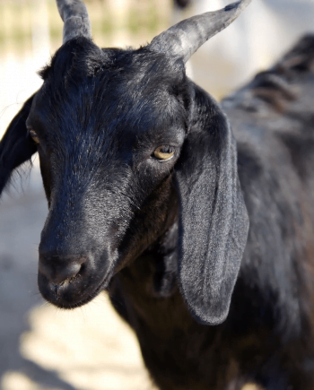 Goat Fresh cut meat