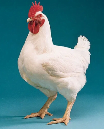 Broiler white chicken fresh cut meat