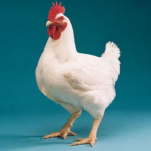 Broiler white chicken fresh cut meat
