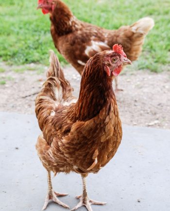 Naati Chicken