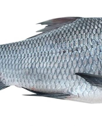 Fish Catla Image pengzaa